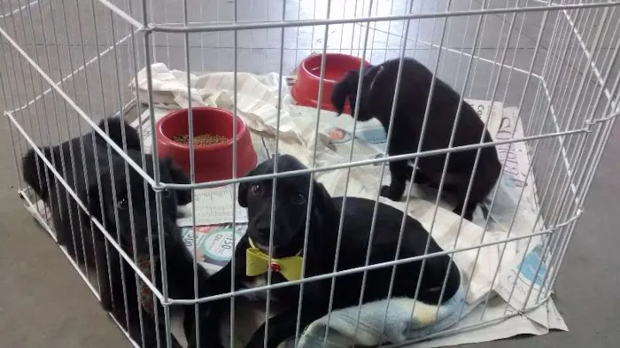 Cachorro ra a srd idade 2 a 6 meses nome Dudu, neguinho, e d