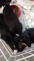 Dudu, neguinho, e d