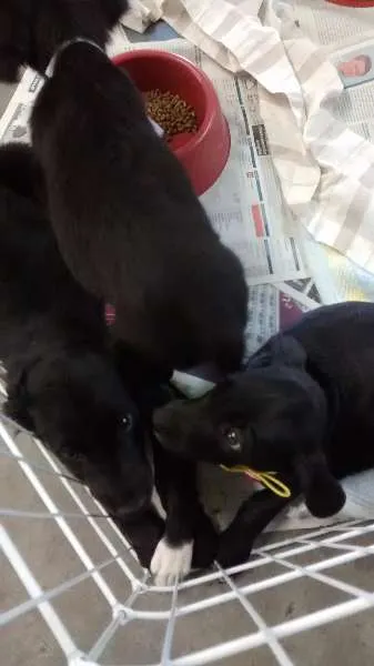 Cachorro ra a srd idade 2 a 6 meses nome Dudu, neguinho, e d