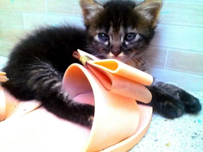 Gato raça  idade 2 a 6 meses nome Selena e sophia