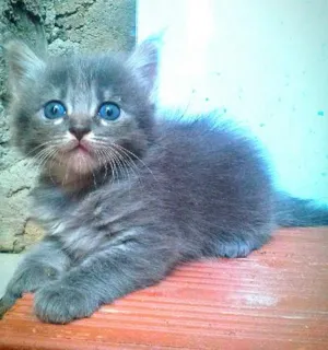 Gato raça  idade 2 a 6 meses nome Selena e sophia