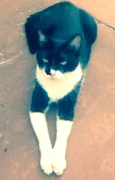 Gato raça Não definida idade 5 anos nome Mingau