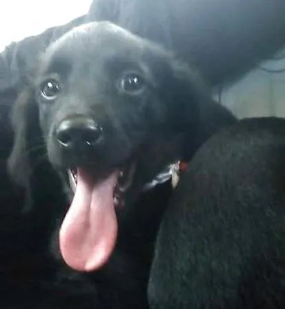 Cachorro ra a srd idade 2 a 6 meses nome Dudu, neguinho, e d