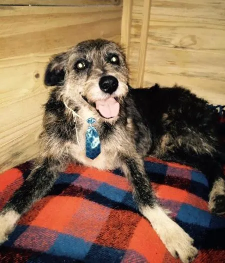 Cachorro ra a SRD idade 3 anos nome José
