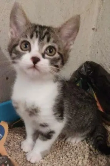 Gato raça s.r.d idade 2 a 6 meses nome sem nome