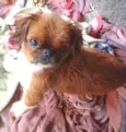 principe