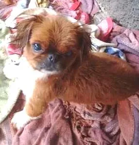 Cachorro raça pequines idade 2 anos nome principe