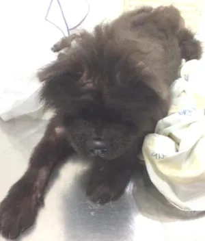 Cachorro raça Chow chow idade 5 anos nome Nao sei