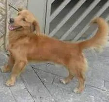 Cachorro raça mistura idade 7 a 11 meses nome nao tem