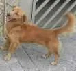 Cachorro raça mistura idade 7 a 11 meses nome nao tem