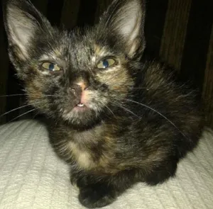 Gato raça SRD idade 2 a 6 meses nome Vitoria