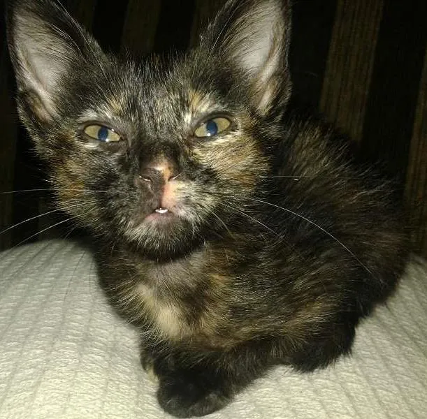 Gato ra a SRD idade 2 a 6 meses nome Vitoria