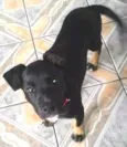 Laila