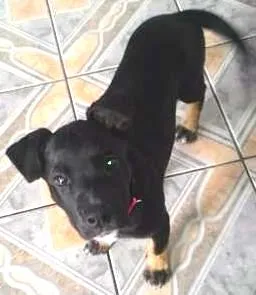 Cachorro ra a rottweiler idade 2 a 6 meses nome Laila