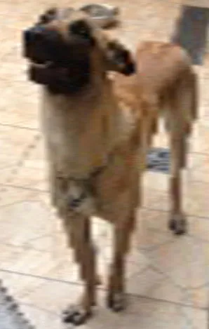 Cachorro raça Pastora belga  idade 1 ano nome Lua