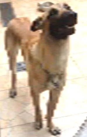 Cachorro ra a Pastora belga  idade 1 ano nome Lua
