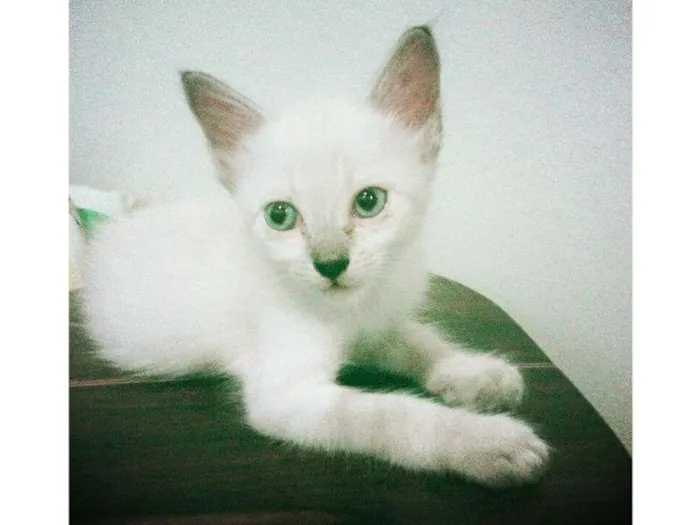 Gato raça Indefinida idade 2 a 6 meses nome Indefinido
