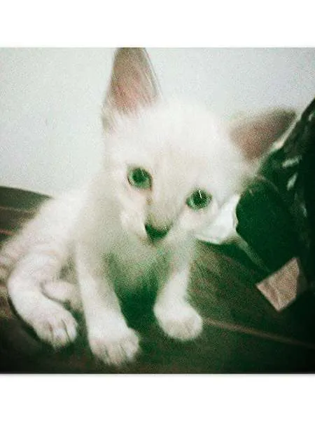 Gato raça Indefinida idade 2 a 6 meses nome Indefinido