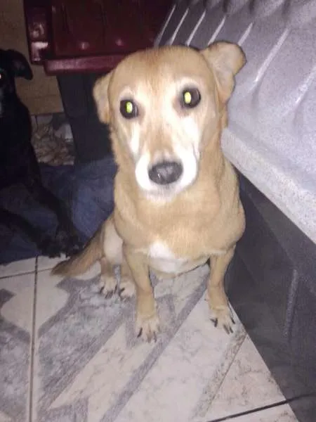 Cachorro raça SRD idade 6 ou mais anos nome Nina