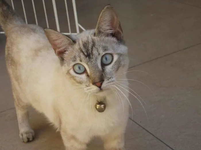 Gato ra a SRD idade 2 a 6 meses nome LULY