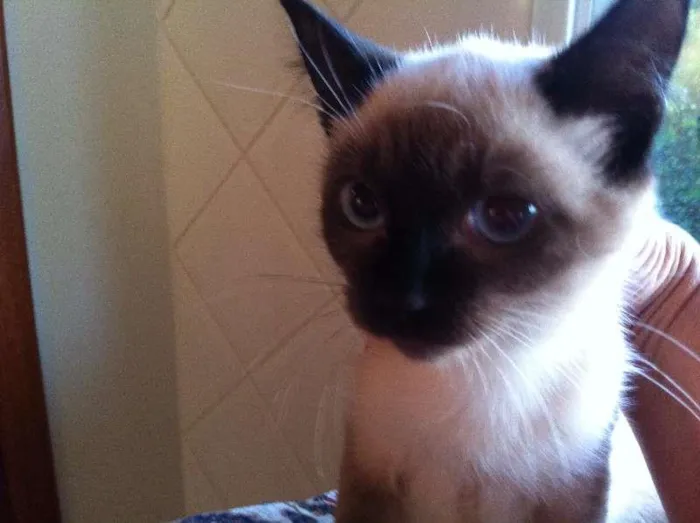 Gato ra a SIAMES idade 2 a 6 meses nome LINDINHA