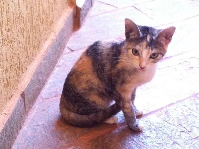 Gato ra a ND idade 2 a 6 meses nome MEL