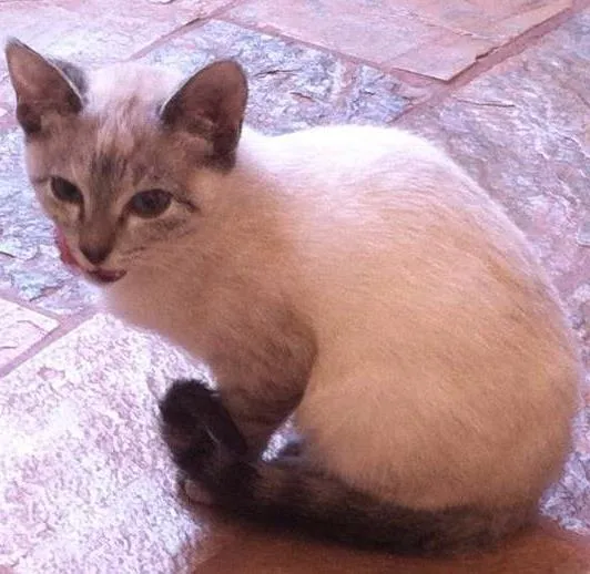 Gato ra a ND idade 2 a 6 meses nome BRANCA