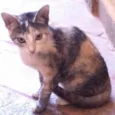 MEL