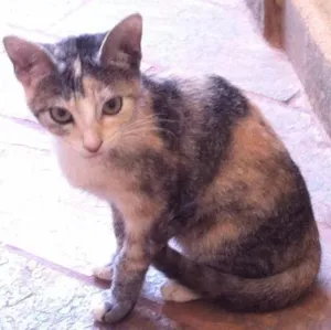 Gato raça ND idade 2 a 6 meses nome MEL