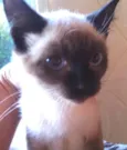 LINDINHA