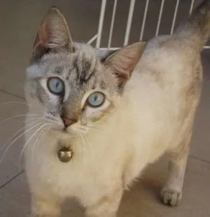 Gato raça SRD idade 2 a 6 meses nome LULY