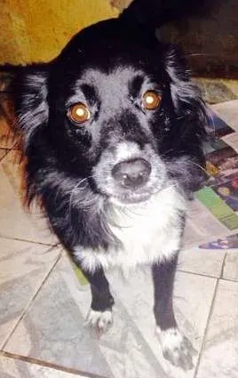 Cachorro raça SRD idade 5 anos nome Bola