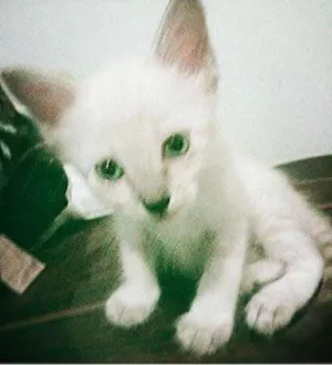 Gato raça Indefinida idade 2 a 6 meses nome Indefinido