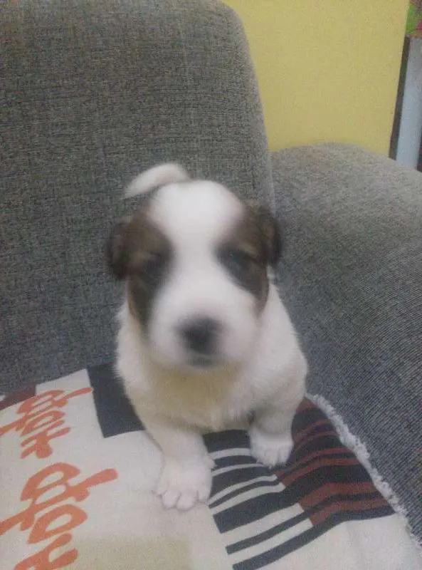 Cachorro ra a Vira lata e cokie idade Abaixo de 2 meses nome Sem Nome
