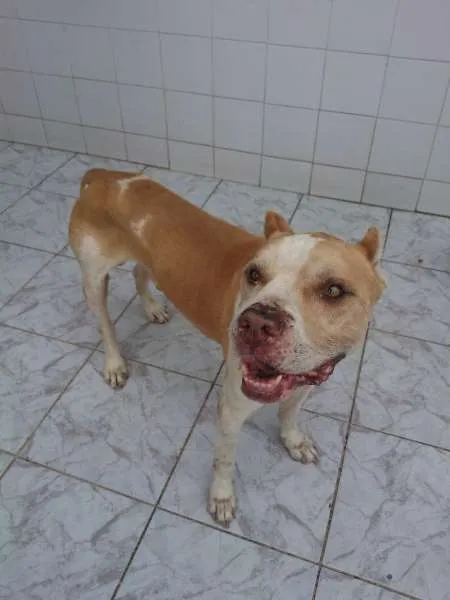 Cachorro ra a Pit-Bull idade 6 ou mais anos nome Pit Lucas.'.