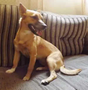 Cachorro raça Vira-lata idade 7 a 11 meses nome Cleo