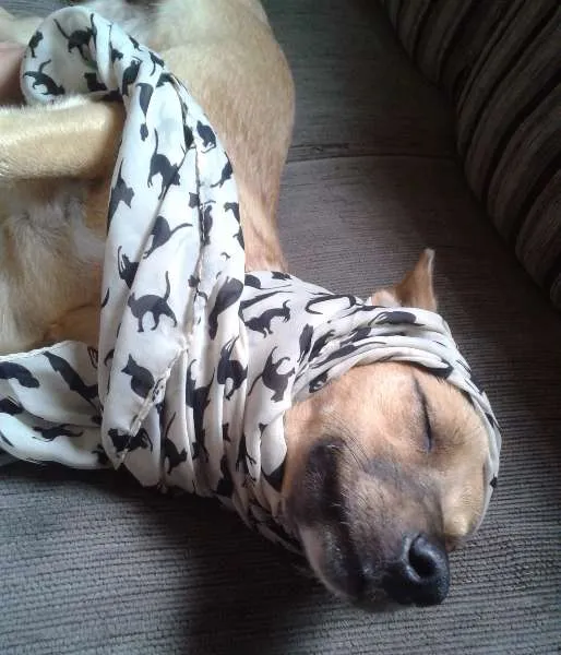 Cachorro raça Vira-lata idade 7 a 11 meses nome Cleo