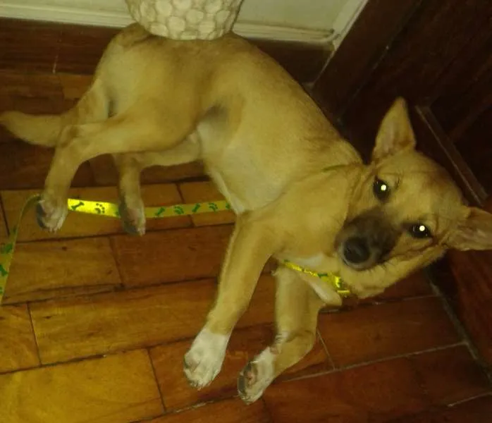 Cachorro raça Vira-lata idade 7 a 11 meses nome Cleo