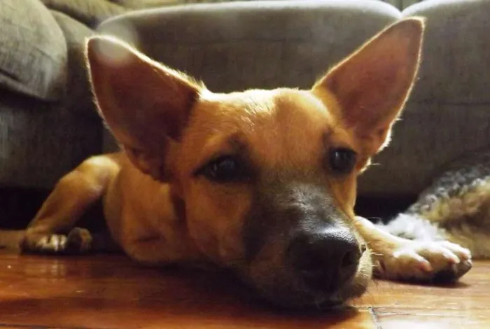 Cachorro raça Vira-lata idade 7 a 11 meses nome Cleo