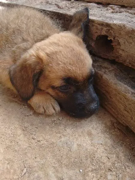 Cachorro ra a  idade 7 a 11 meses nome sem nome