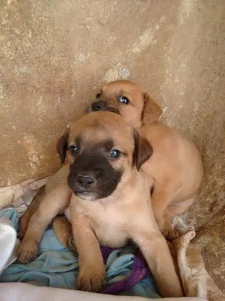 Cachorro ra a  idade 7 a 11 meses nome sem nome