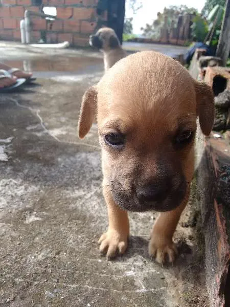 Cachorro ra a  idade 7 a 11 meses nome sem nome