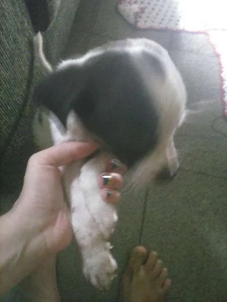 Cachorro raça  idade Abaixo de 2 meses nome Snoop