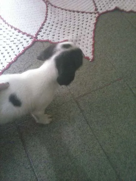 Cachorro raça  idade Abaixo de 2 meses nome Snoop
