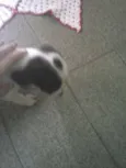 Snoop