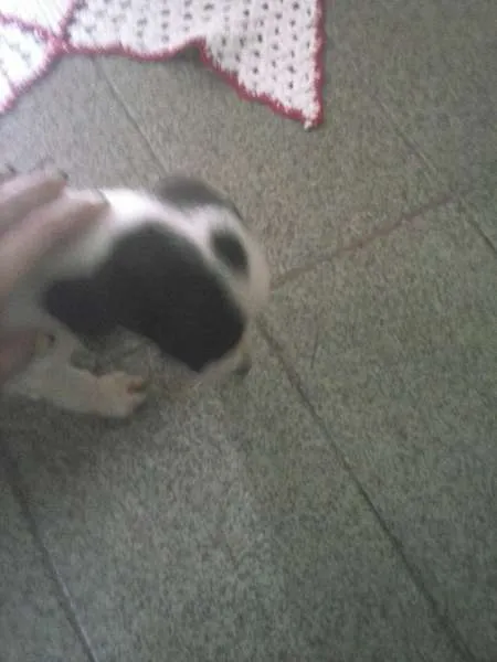 Cachorro raça  idade Abaixo de 2 meses nome Snoop