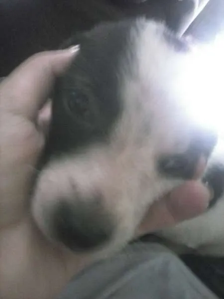 Cachorro raça  idade Abaixo de 2 meses nome Snoop