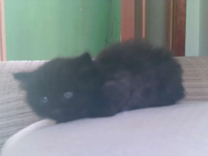 Gato raça indefinida idade Abaixo de 2 meses nome sem nome
