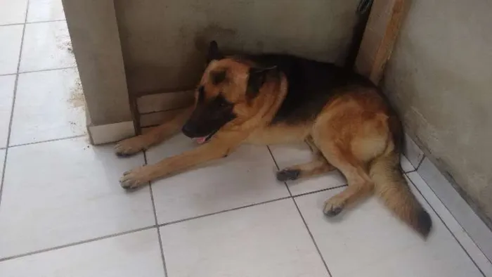 Cachorro ra a Pastor Alemão idade 4 anos nome zeus