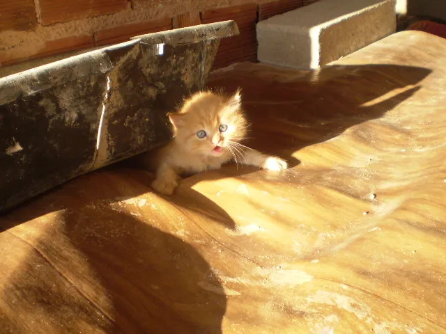 Gato raça indefinida idade Abaixo de 2 meses nome sem nome